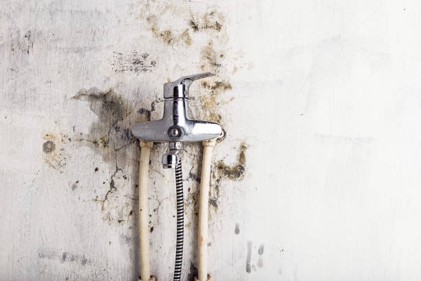 Certified Mold Removal in Kimball, TN