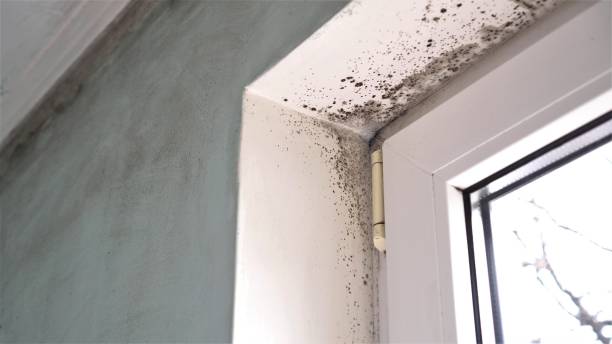Best Toxic Mold Removal  in Kimball, TN