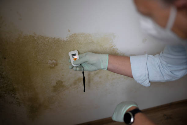 Best Local Mold Removal Service  in Kimball, TN