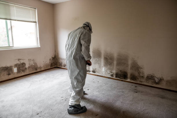 Best Local Mold Removal Service  in Kimball, TN