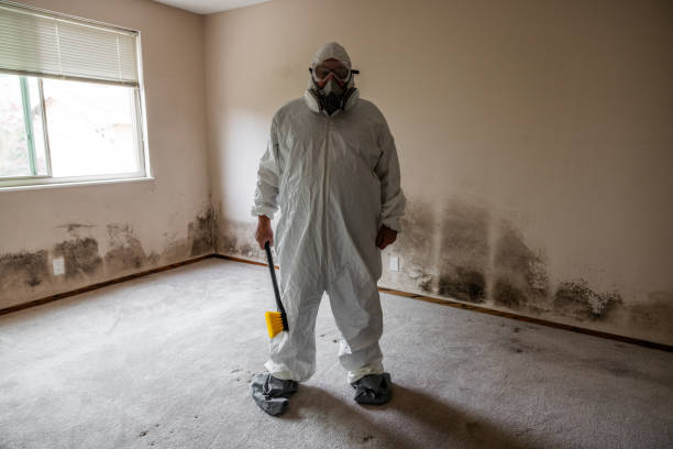 Best Attic Mold Removal  in Kimball, TN