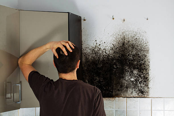 Best Mold Damage Repair  in Kimball, TN