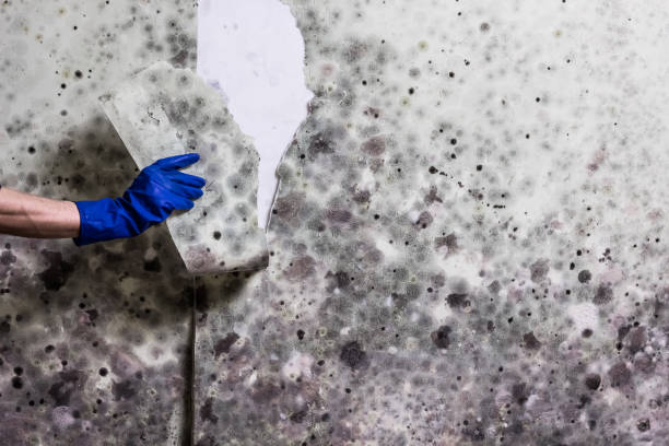 Best Local Mold Removal Service  in Kimball, TN