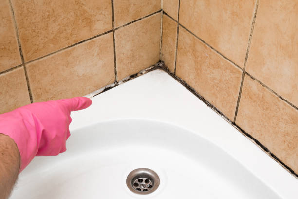 Best Emergency Mold Removal  in Kimball, TN